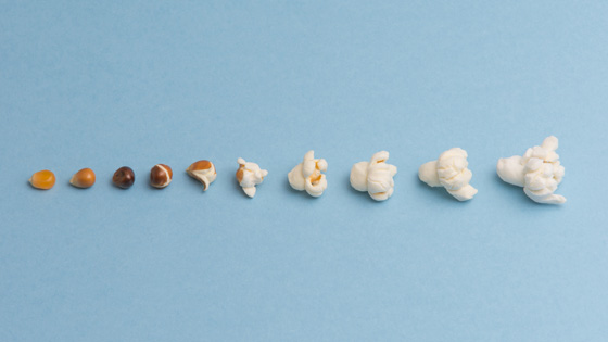 the evolution of a corn kernel 