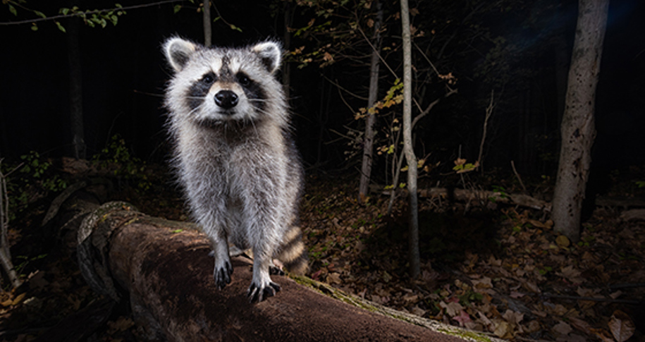 Chief Creative Officer Sean Crane’s Pandemic Project Featured in National Wildlife Magazine