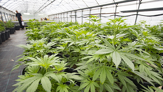 photo of marijuana in a greenhouse 